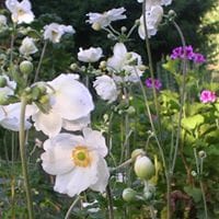 isolina  fernández lópez