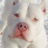 camilo a castellanos