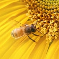 Carlos suarez garcia