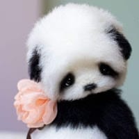 elenita michell roque mamani