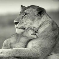 Daia - Rox - Libertad