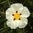 cistus01
