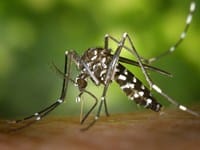 ¿Dónde duermen los mosquitos? ¿A qué hora o cómo descansan?