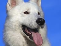 Mi perro sufre dolores articulares. ¿Le puedo dar Paracetamol o Ibuprofeno?