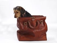 ¿Cuáles son los tramites para llevar mi perro en avión de España a Colombia?