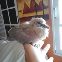 De que especie es este pájaro 'ave'..