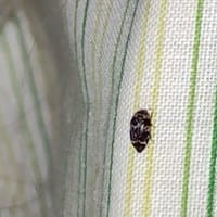 Qué bicho es?estaba en la camaadjunto fotos