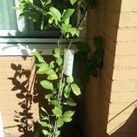 Qué puedo hacer con mi limonero pues se le caen las hojas ultimamente mucho y éstas creo que están dañadas por alguna plaga