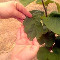 Algo se esta comiendo mis frutales