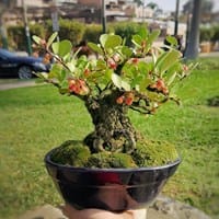 Cuales son los cuidados que debo tener con el bonsái de Gimnospolia Makko
