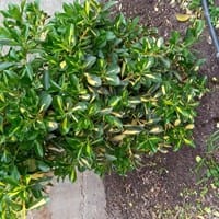 Plantas y árboles/arbustos, ¿Me podéis decir qué nombre tienen?