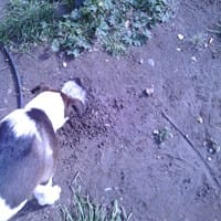 ¿Qué significa si mi perro no come y solo bebe agua y luego hace pósitos y vomita en ellos?