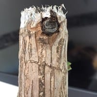 Mi palo de Brasil se quedó sin hojas, la parte donde nacen está completamente negro ¿Puedo salvarlo aún?
