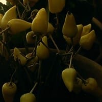 ¿Que tipo de planta es esta?