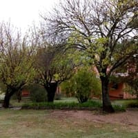 Querría confirmar dónde podo estas tres moreras