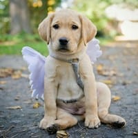 ¿Alguien acá conoce de alguna buena escuela de adiestramiento de perros para llevar a Spoony?