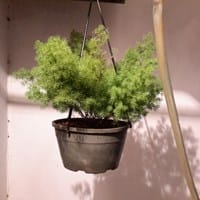 Alguien sabe que planta es esta?