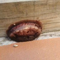 ¿Alguien sabe qué me está creciendo en el jardín?