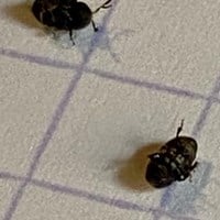 Como soluciono una plaga de bichos negros?