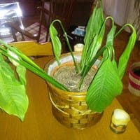 Planta de Interior muy decaída