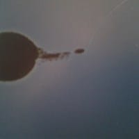 Tengo un Monitor, LG 27´ Flatron AE 36V y cabiando la placa dañe el monitor