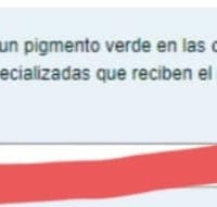 La luz solar es la fuente de energía que atrapa la clorofila, que proteínas especializadas regulan este proceso?