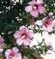 Ibisco (flor)