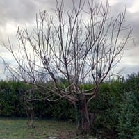 ¿Como se podan las catalpas, magnolia y níspero?