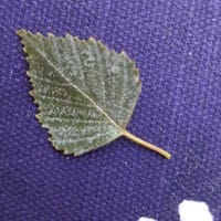 Puntitos blancos hoja arbolito abedul