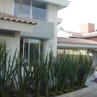 Cual es el nombre de esta planta, y que plantas son similares