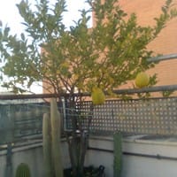 Mandarino no florece ni da frutos