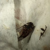 Encontré un insecto en casa