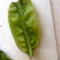 Hojitas nuevas de peral