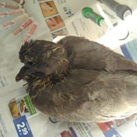 Tortola que se cae hacia la derecha al intentar volar