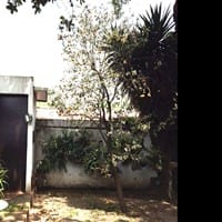 Cómo salvar un naranjo que se está muriendo?