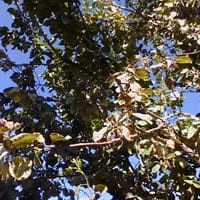 Enfermedad en Ciruelo, hojas blanquecinas