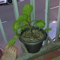 Cuándo cambiar de maceta esta planta?