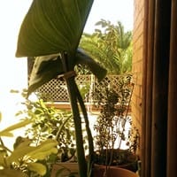 ¿Que puedo hacer para que la Cala se ponga fuerte y llena de vitalidad?