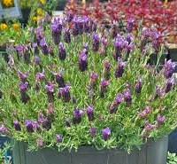 Que tipo de lavanda es adecuada para un macetero