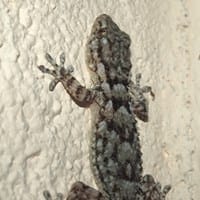 Entra en habitación una espacie de lagartija.