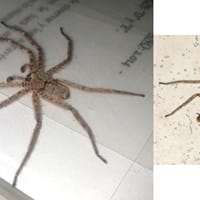 Qué especie de araña es esta?