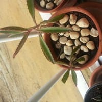 Me encontré esta planta tirada en la calle , no se de que planta se trata y sus cuidados.