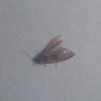 Alguien me puede decir esta polilla de que es,