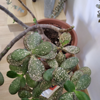 Manchas en toda la planta