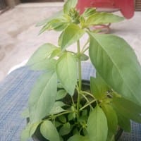 ¿Sabrían decirme que planta es esta?