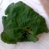 Catalpas afectadas de algo