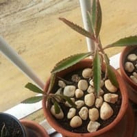 Me encontré esta planta tirada en la calle , no se de que planta se trata y sus cuidados.