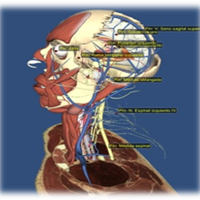 Necesito realizar un Ejercicio de Radiobiologia y Radioprotección