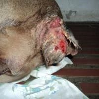 Un veterinario Urgente!