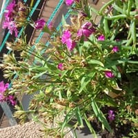 Flores marchitas con manchas oscuras